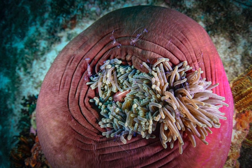 MENA Takes Centre Stage in furthering Multi Stakeholder Ocean Conservation and Sustainable Blue Economy&nbsp;Dialogues