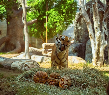 Experience Halloween @ Emirates Park Zoo & Resort&nbsp;–