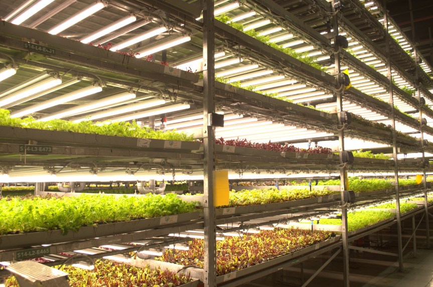 UNS Farms Launches Educational Farm Tours to Inspire Sustainable Food Choices in&nbsp;Dubai