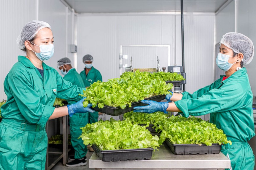 UNS Vertical Farms Dubai Unveils over 45 varieties of Microgreens, the superfood celebrated as a nutritional&nbsp;powerhouse