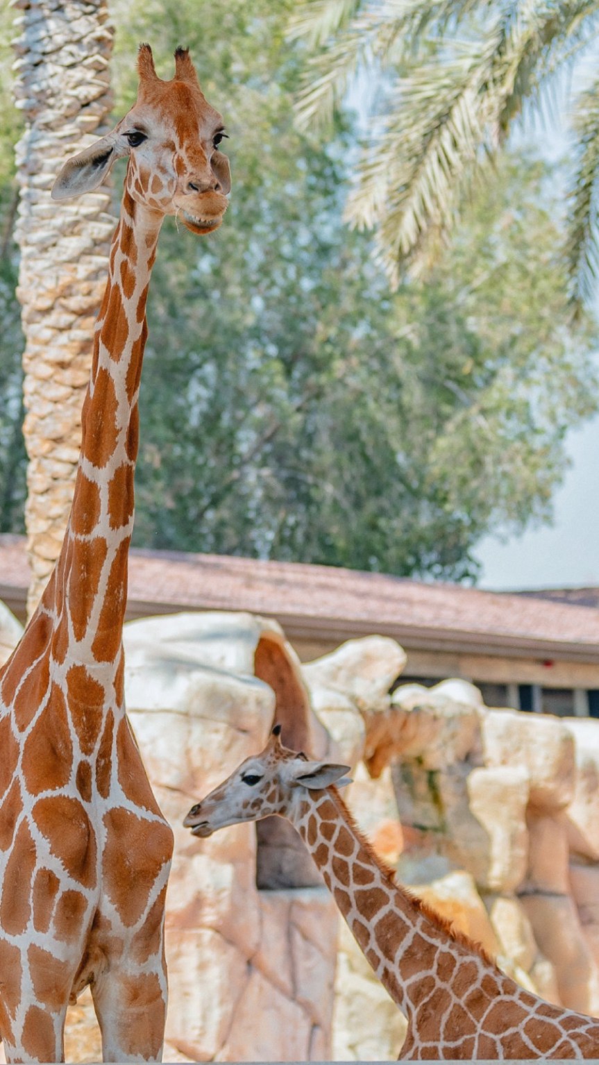 Baby Boom at Emirates Park Zoo & Resort- New Borns… New&nbsp;Life!